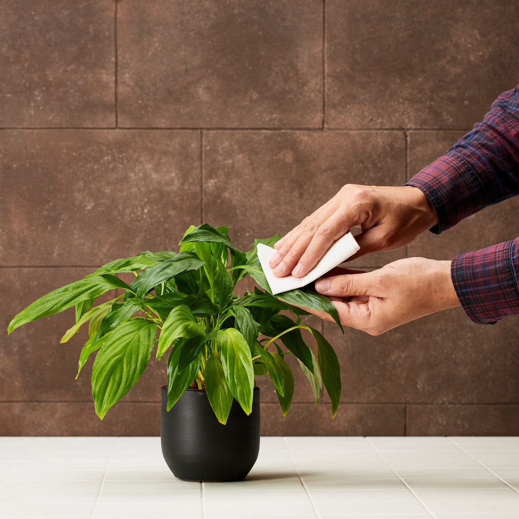 Leaf Care